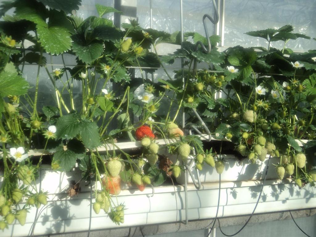 Juwel Fruithof Apartman Zepperen Szoba fotó